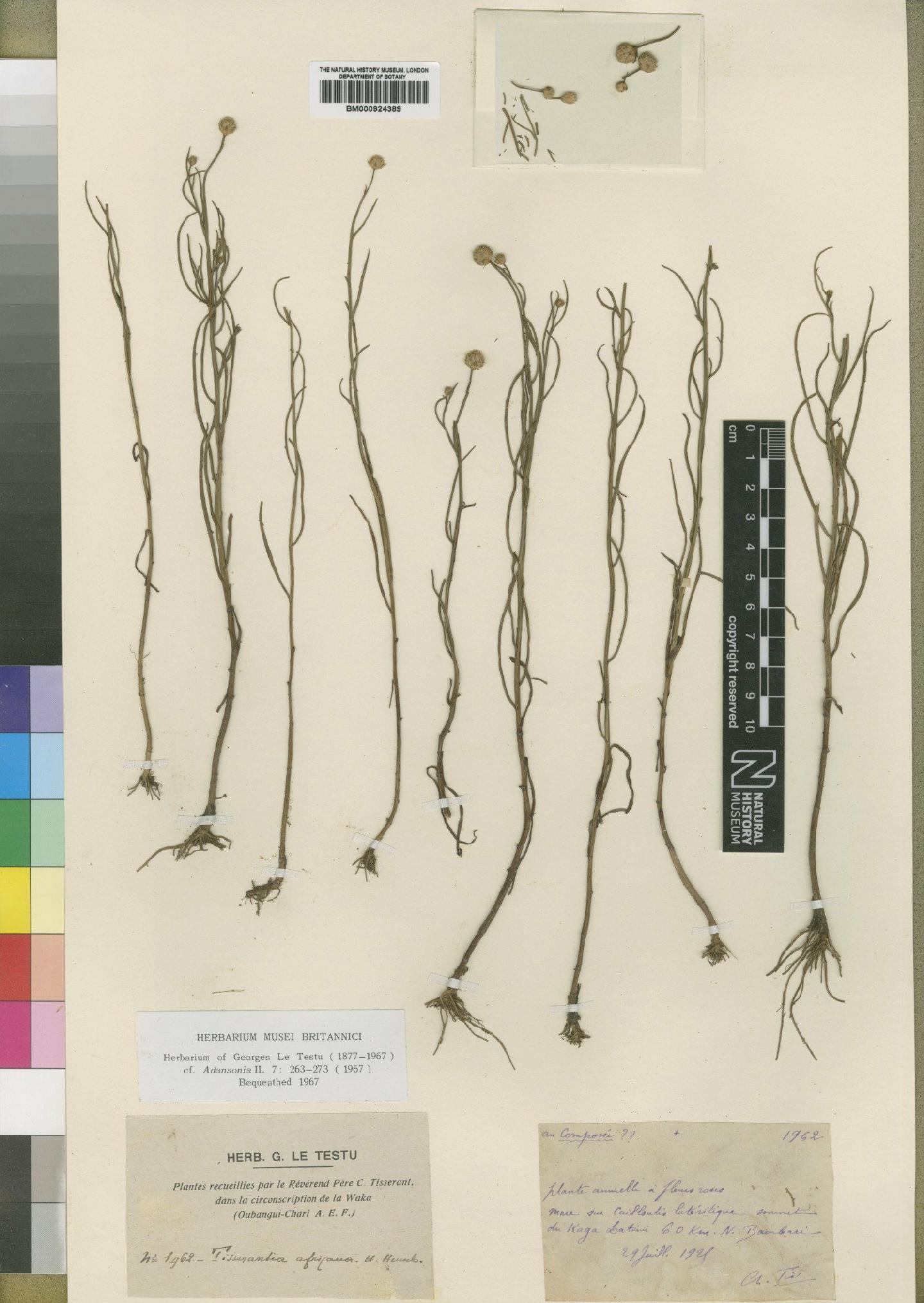 To NHMUK collection (Sphaeranthus kirkii var. kirkii Oliv. & Hiern; Type; NHMUK:ecatalogue:4529417)