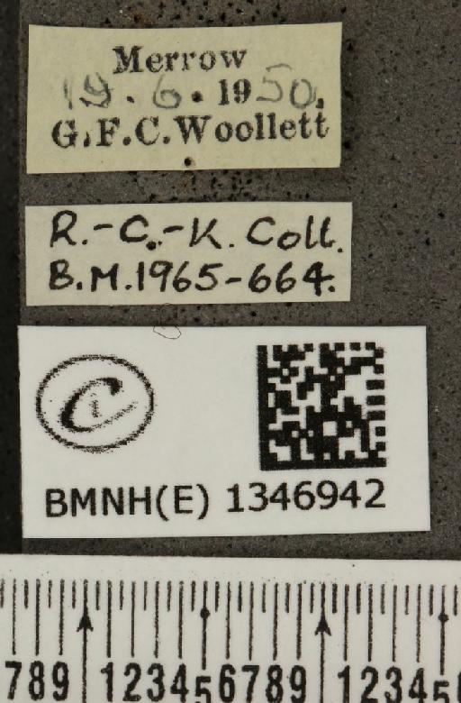 Cupido minimus ab. striata Tutt, 1908 - BMNHE_1346942_label_150669