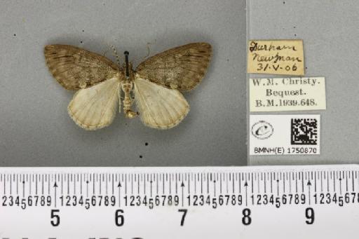 Hydriomena impluviata ab. nigerrima Harrison, 1911 - BMNHE_1750870_330007