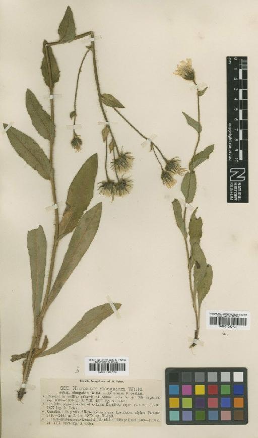 Hieracium valdepilosum subsp. willdenowianum Zahn - BM001050731