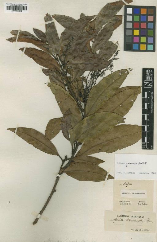 Aiouea guianensis Aubl. - BM000993903