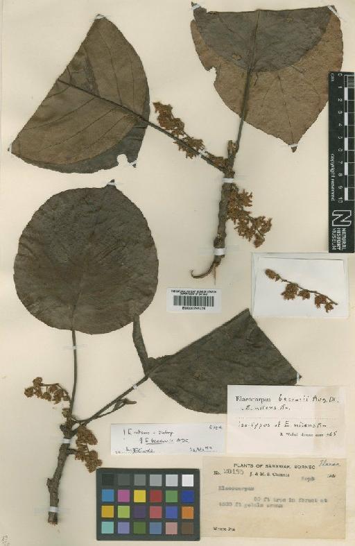 Elaeocarpus beccarii A.DC. - BM000795228