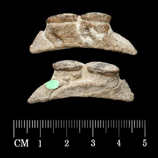Asteracanthus ornatissimus Agassiz, 1837 - NHM-UK_P_PV-P-6869_4.tif