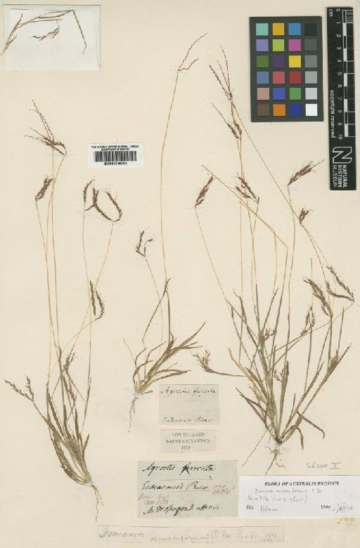 Dimeria acinaciformis R.Br. - BM000796330