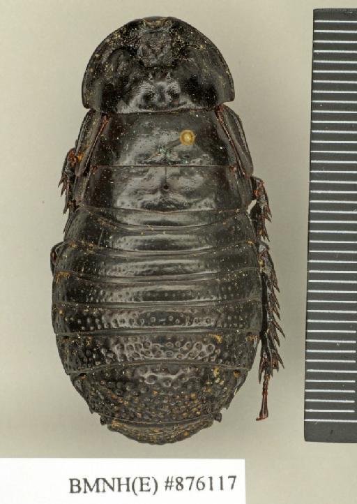 Dicellonotus insularis Kirby, 1903 - Dicellonotus insularis Kirby, 1903, female, paralectotype, dorsal. Photographer: Edward Baker. BMNH(E)#876117