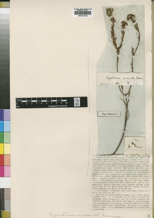 Agathosma uncinata Dummer - BM000843805