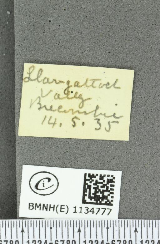 Callophrys rubi rubi (Linnaeus, 1758) - BMNHE_1134777_label_98124