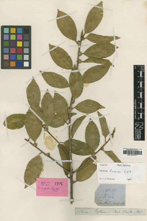 Symplocos sinuata Brand - BM000997511