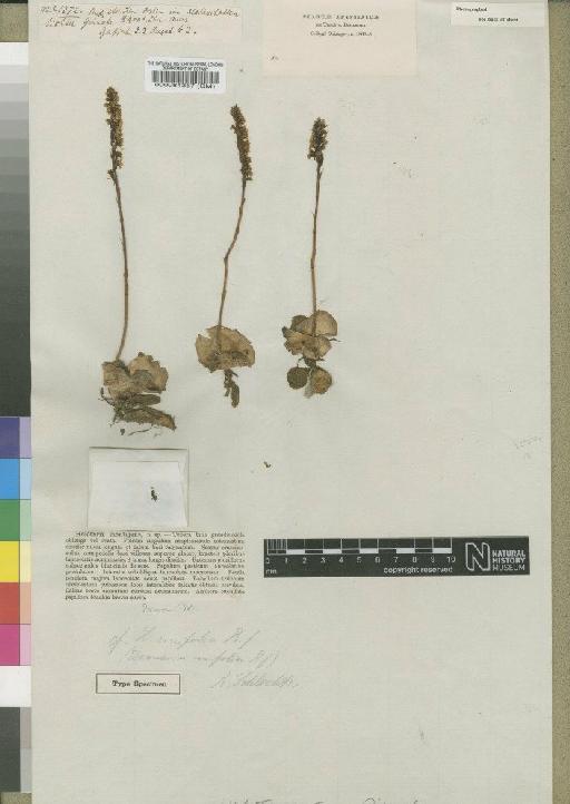 Holothrix unifolia (Rchb.f.) Rchb.f. - BM000084367