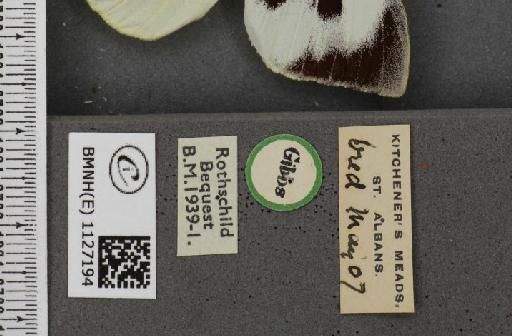 Pieris brassicae ab. fasciata Kiefer, 1918 - BMNHE_1127194_label_84315