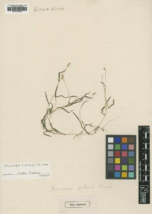 Sacciolepis indica (L.) Chase - BM000959578