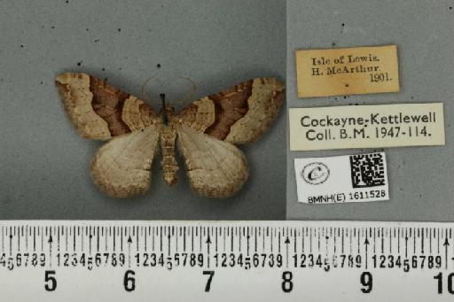 Xanthorhoe decoloraria decoloraria (Esper, 1806) - BMNHE_1611528_307819