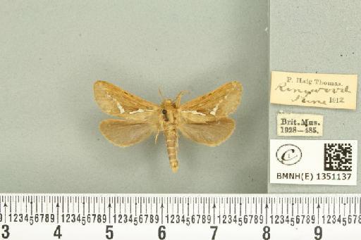 Korscheltellus lupulina ab. dacicus Caradja, 1893 - BMNHE_1351137_186249