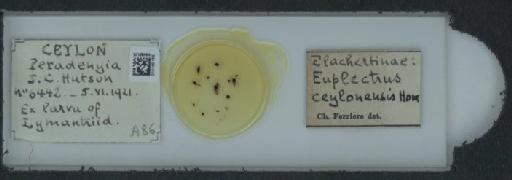 Euplectrus ceylonensis Howard, 1896 - 010160155_118368_1641269