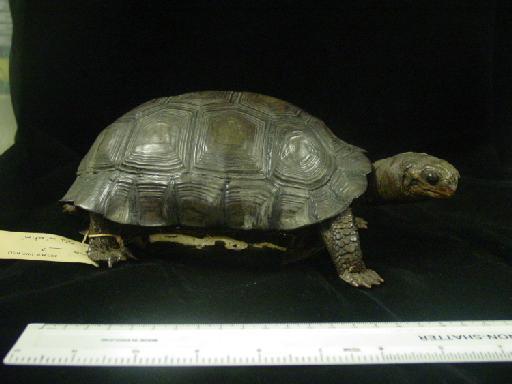 Chelonoidis nigra ephippium - Darwin's tortoise 008.jpg