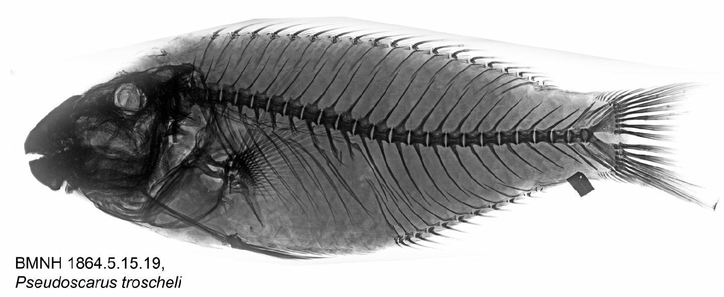 To NHMUK collection (Pseudoscarus troscheli (Bleeker, 1853); NHMUK:ecatalogue:2596990)