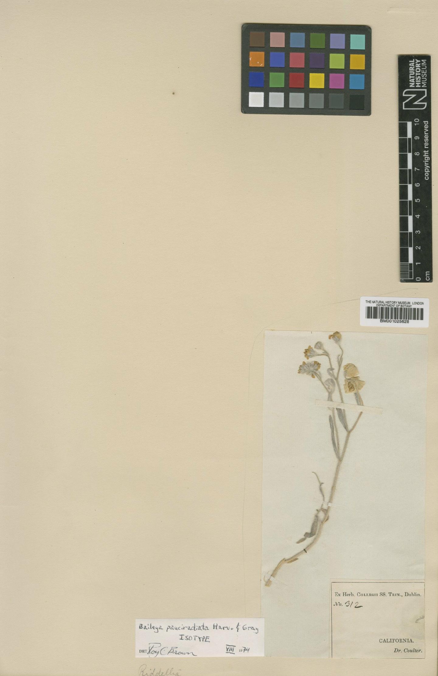 To NHMUK collection (Baileya pauciradiata Harv. & A.Gray; Isotype; NHMUK:ecatalogue:1185389)