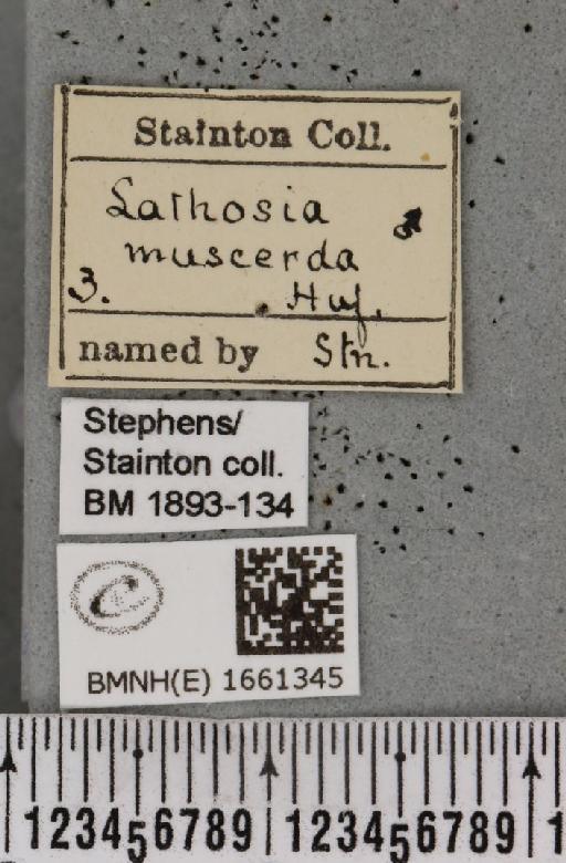 Pelosia muscerda (Hufnagel, 1766) - BMNHE_1661345_label_284945