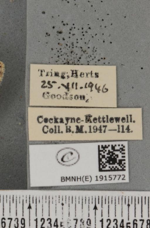 Ectropis crepuscularia (Denis & Schiffermüller, 1775) - BMNHE_1915772_label_482496