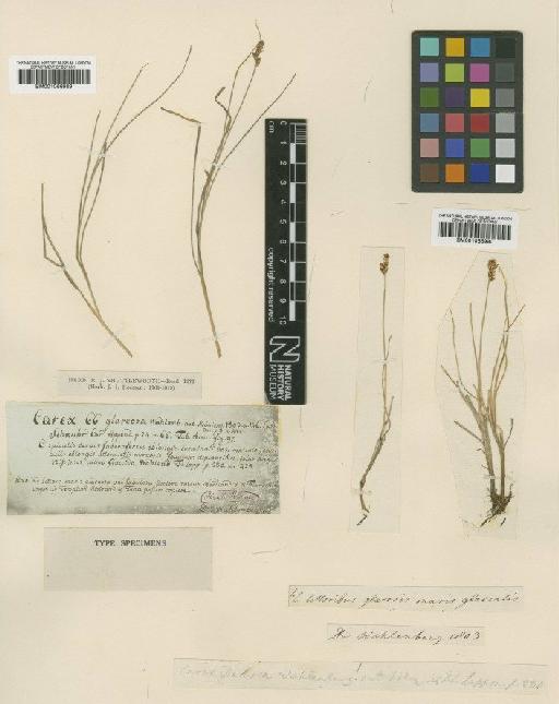 Carex glareosa Schkuhr ex Wahlenb. - BM001066989