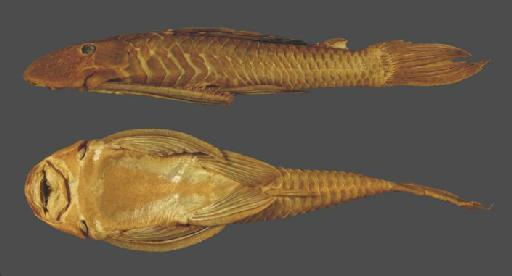 Plecostomus wuchereri Günther, 1864 - Plecostomus wuchereri