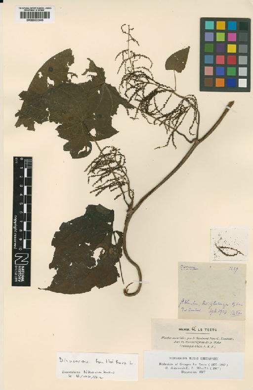 Dioscorea bulbifera L. - BM000832995