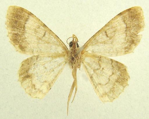 Myrioblephara Warren, 1893 - Myrioblephara sp 13205 underside