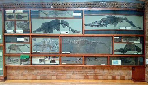 Ichthyosaurus De la Beche & Conybeare, 1821 - Location in Fossil Way: NHMUK PV OR 25273