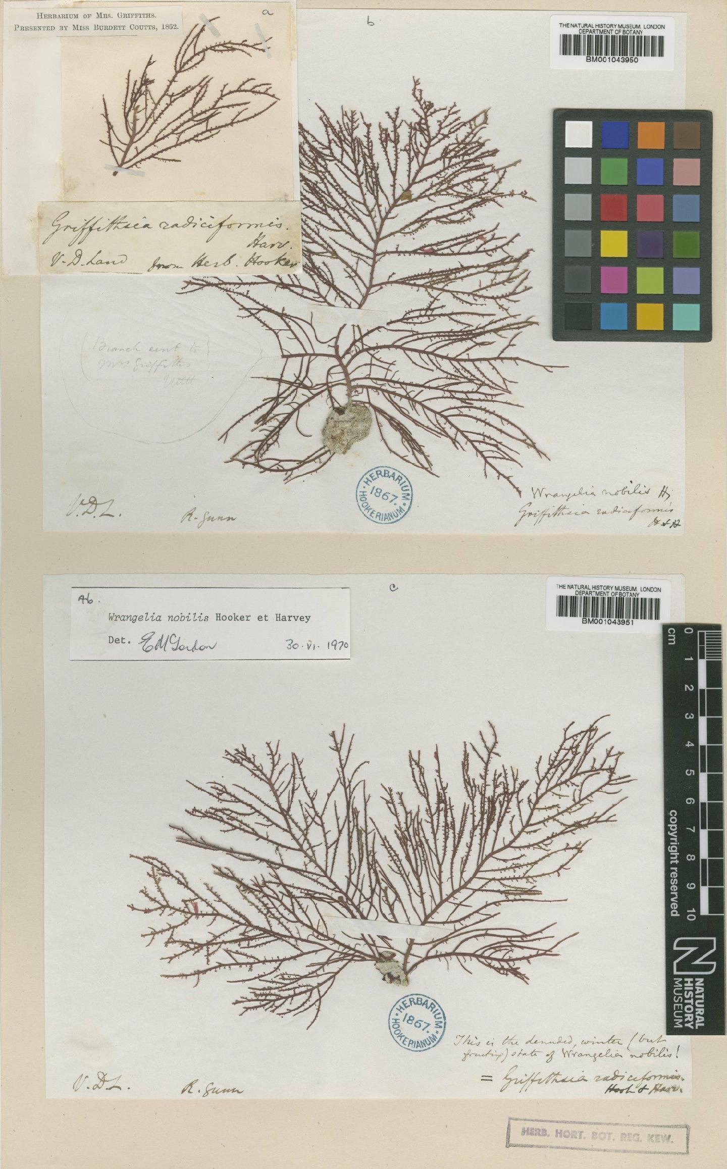 To NHMUK collection (Wrangelia nobilis Hook.f. & Harv.; Syntype; NHMUK:ecatalogue:2394302)