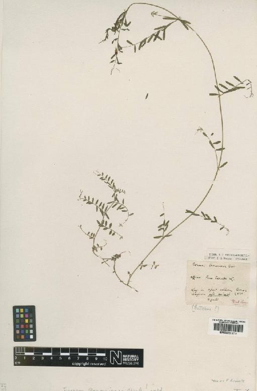 Vicia hirsuta (L.) Gray - BM000751073