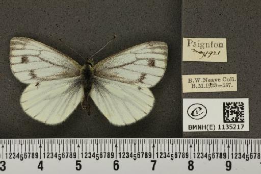 Pieris napi sabellicae Stephens, 1827 - BMNHE_1135217_89122