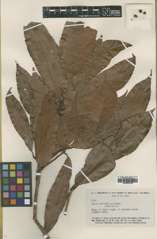 Pouteria krukovii (A.C.Sm.) Baehni - BM000952548