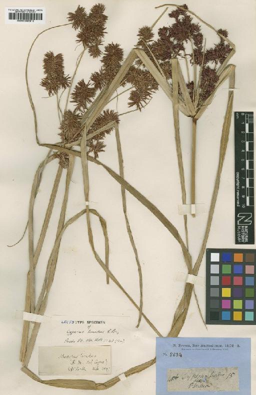 Mariscus lucidus (R.Br.) C.B.Clarke - BM000990815