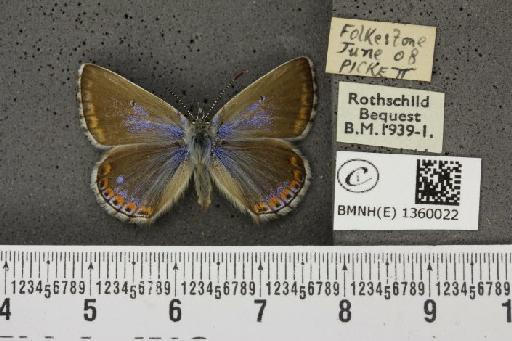 Lysandra bellargus ab. cuneo-marginata Tutt, 1909 - BMNHE_1360022_181609