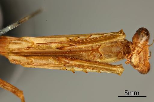 Stagmomantis montana Saussure & Zehntner, 1894 - 013805617_Stagmomantis_montana_Foreleg_ventral_Syntype