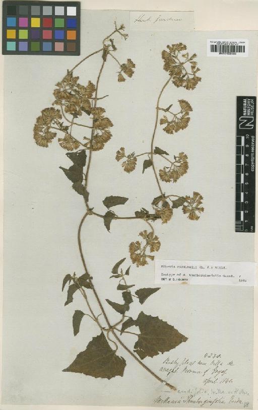 Mikania cordifolia (L.f.) Willd. - BM001009385