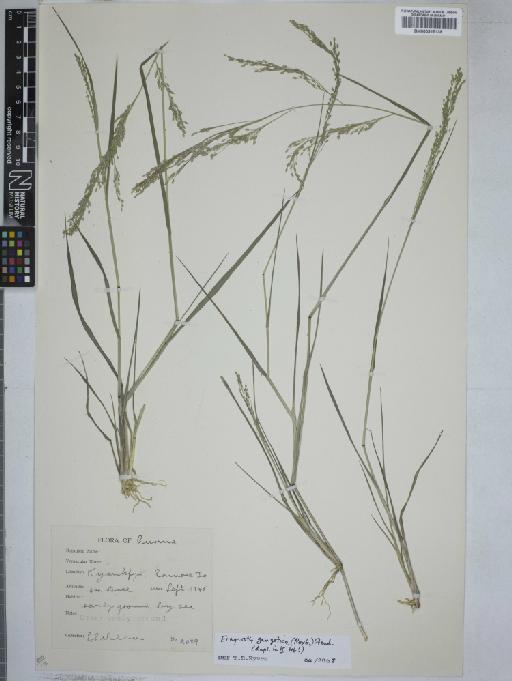 Eragrostis gangetica (Roxb.) Steud. - 000915138