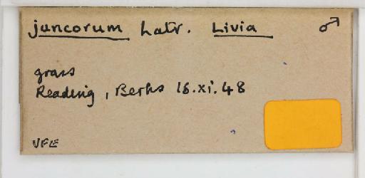Livia junci Schrank, 1789 - 010724742_additional