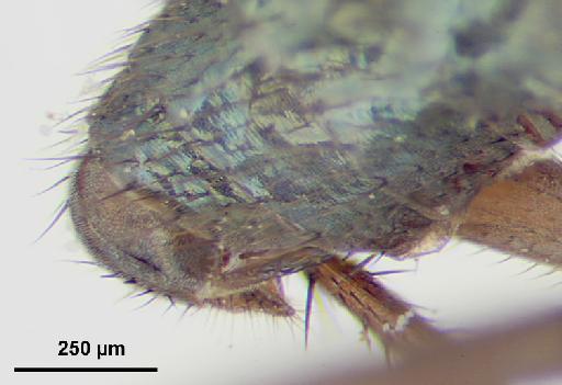 Syntormon quadratus Aldrich, 1901 - Syntormon_quadratum-249320-abdomen_B-100_0x_scale