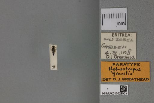 Heterotropus gracilis Greathead, 1967 - 010629033_Heterotropus_gracilis_Dorsal_habitus_with_labels_Paratype