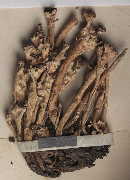 Cladonia gracilis subsp. turbinata (Ach.) Ahti - BM000746391_a.tif