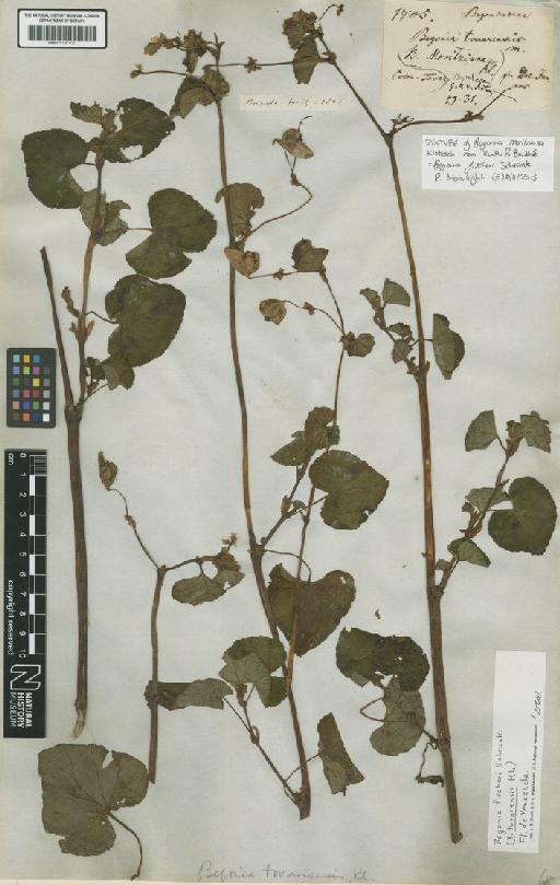 Begonia fischeri Schrank - BM001191433