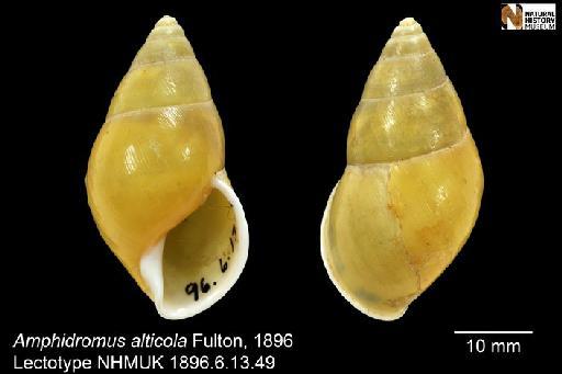 Amphidromus alticola Fulton, 1896 - 1896.6.13.49-50, LECTOTYPE & PARALECTOTYPE, Amphidromus alticola Fulton, 1896