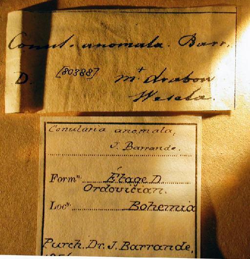 Metaconularia anomala (Barrande, 1867) - 80388. Conularia anomala (labels)