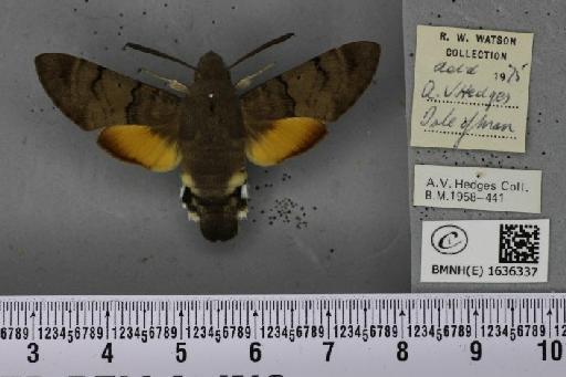 Macroglossum stellatarum (Linnaeus, 1758) - BMNHE_1636337_206053