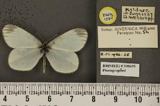 Leptidea sinapis juvernica Williams, 1946 - BMNHE_500695_73886