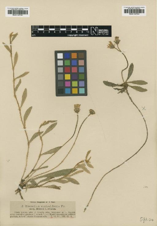 Hieracium schultesii subsp. mendelii Nägeli & Peter - BM001047442