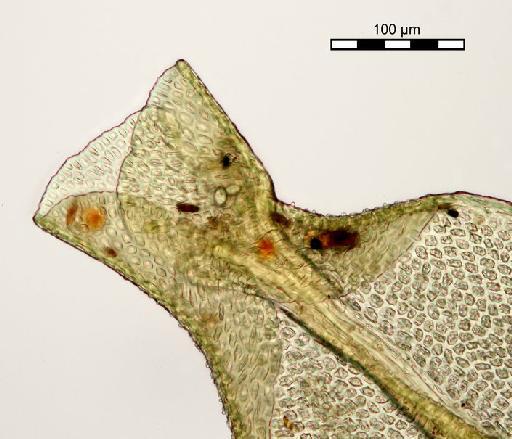 Mitthyridium constrictum (Sullivant) H.Rob. - Syrrhopodon constrictus var. tahiticus_BM000662377tip2.