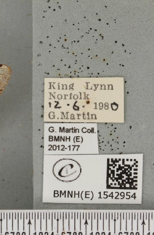 Pheosia gnoma (Fabricius, 1777) - BMNHE_1542954_label_246339