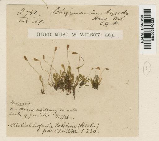 Mielichhoferia bryoides (Harv.) Wijk & Margad. - BM000870623